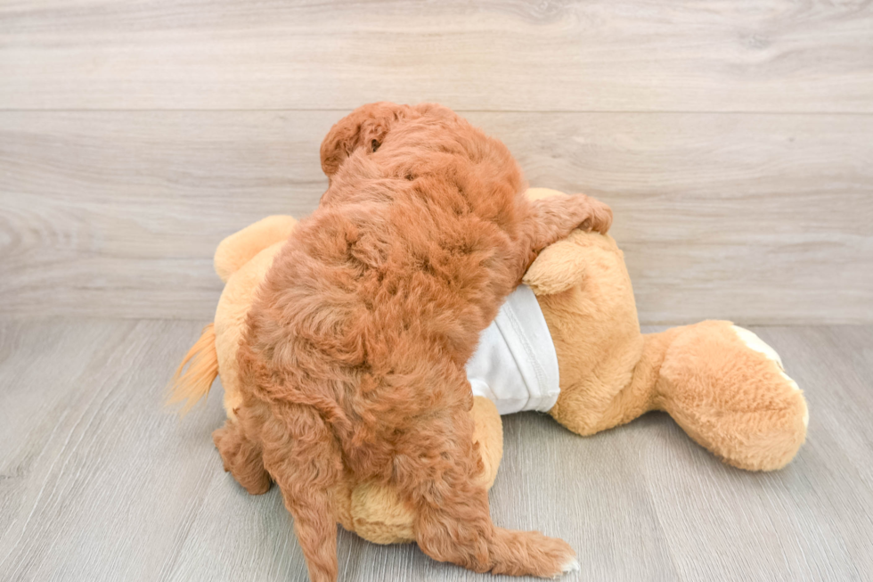 Mini Goldendoodle Pup Being Cute