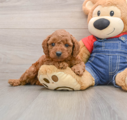 7 week old Mini Goldendoodle Puppy For Sale - Florida Fur Babies