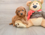 6 week old Mini Goldendoodle Puppy For Sale - Florida Fur Babies