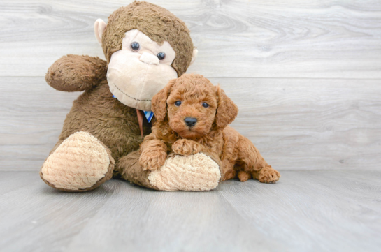 31 week old Mini Goldendoodle Puppy For Sale - Florida Fur Babies