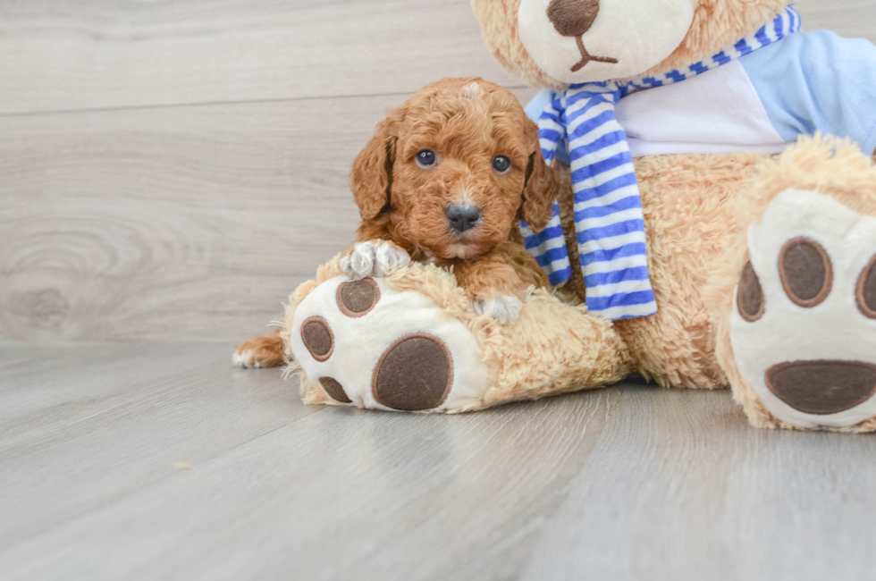 5 week old Mini Goldendoodle Puppy For Sale - Florida Fur Babies
