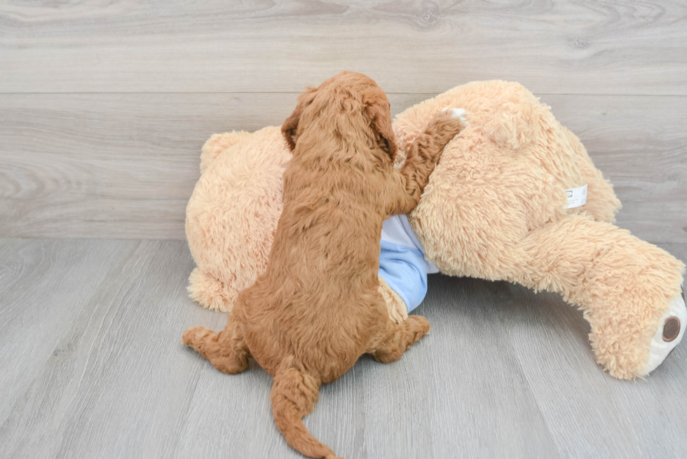 Best Mini Goldendoodle Baby