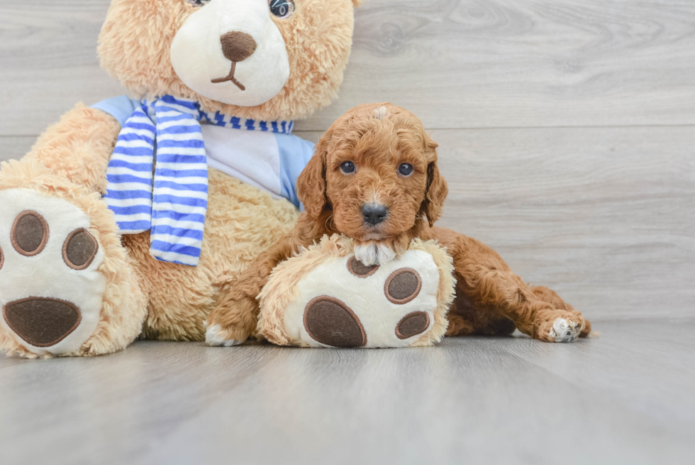 Sweet Mini Goldendoodle Baby