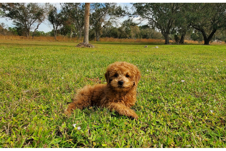 Mini Goldendoodle Puppy for Adoption