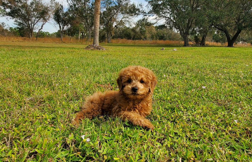 Mini Goldendoodle Puppy for Adoption