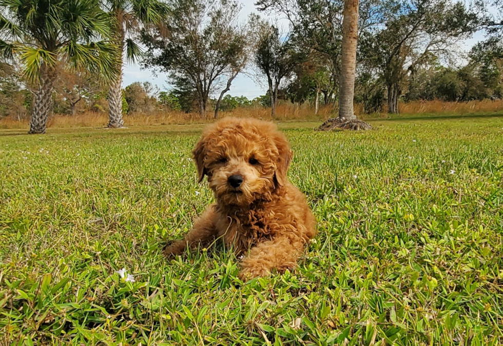 Best Mini Goldendoodle Baby