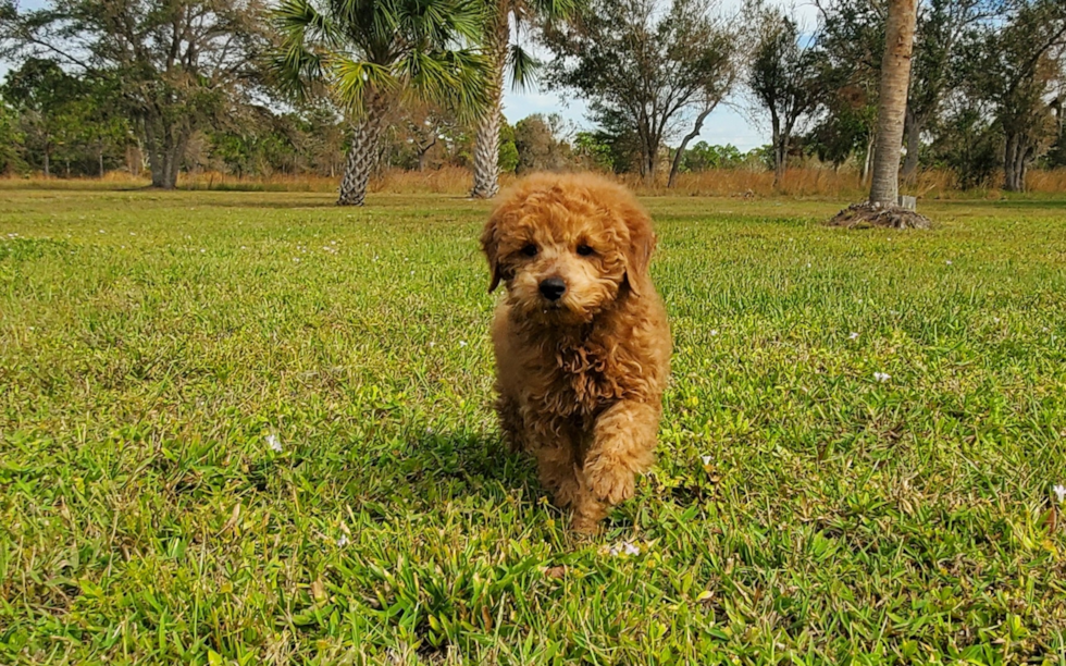 Cute Mini Goldendoodle Baby