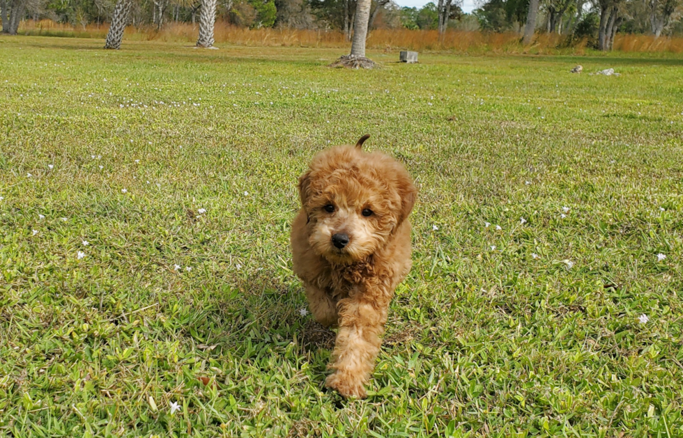 Best Mini Goldendoodle Baby