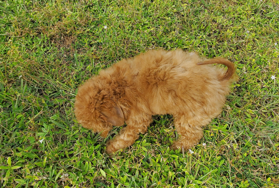 Cute Mini Goldendoodle Baby