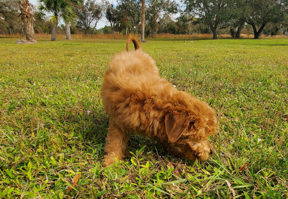 Mini Goldendoodle Pup Being Cute