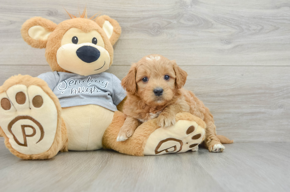 5 week old Mini Goldendoodle Puppy For Sale - Florida Fur Babies