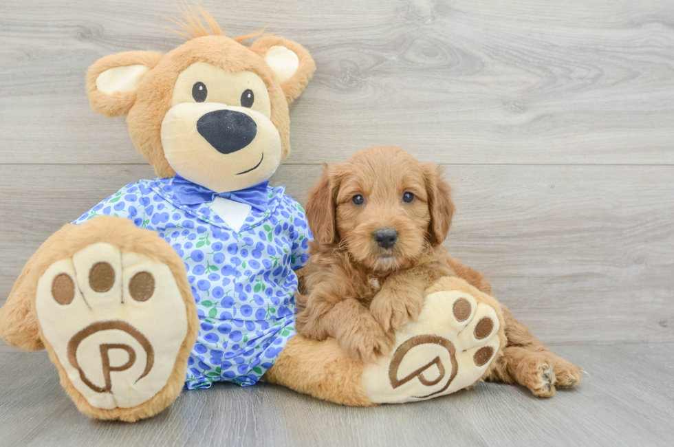 5 week old Mini Goldendoodle Puppy For Sale - Florida Fur Babies