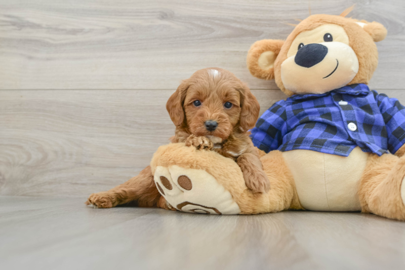 Meet Armani - our Mini Goldendoodle Puppy Photo 1/3 - Florida Fur Babies