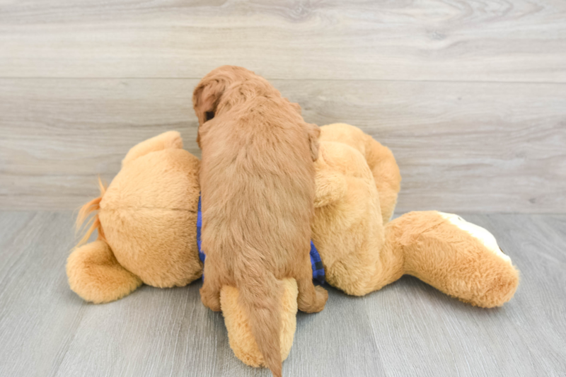 Meet Armani - our Mini Goldendoodle Puppy Photo 2/3 - Florida Fur Babies