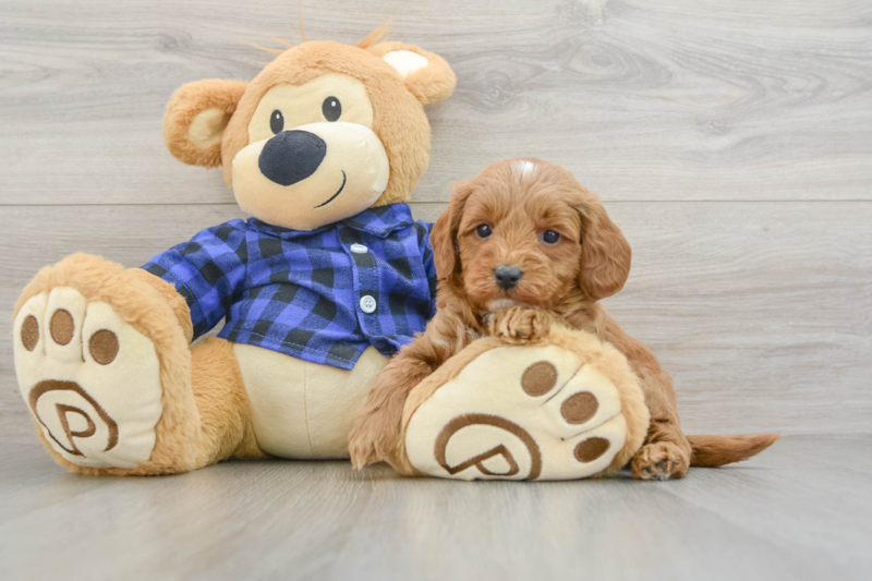 Meet Armani - our Mini Goldendoodle Puppy Photo 3/3 - Florida Fur Babies