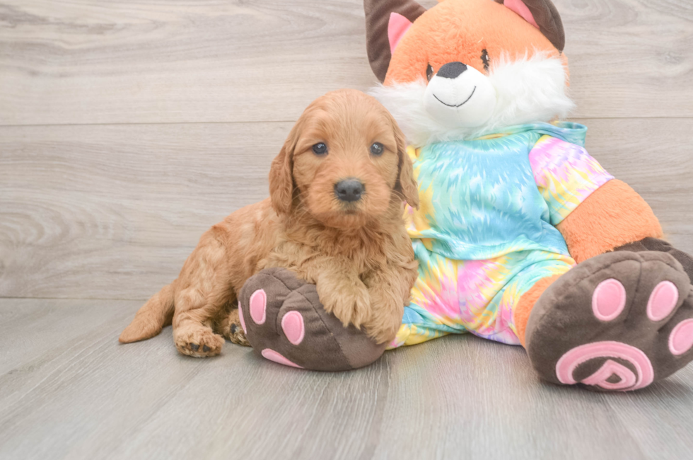 5 week old Mini Goldendoodle Puppy For Sale - Florida Fur Babies