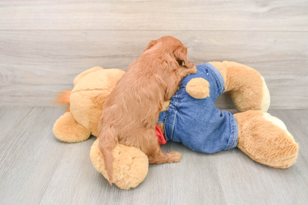 Mini Goldendoodle Pup Being Cute