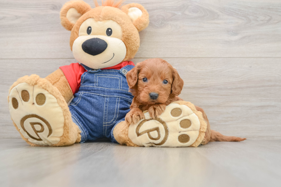 Best Mini Goldendoodle Baby