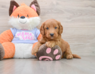 5 week old Mini Goldendoodle Puppy For Sale - Florida Fur Babies