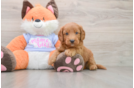 Petite Mini Goldendoodle Poodle Mix Pup