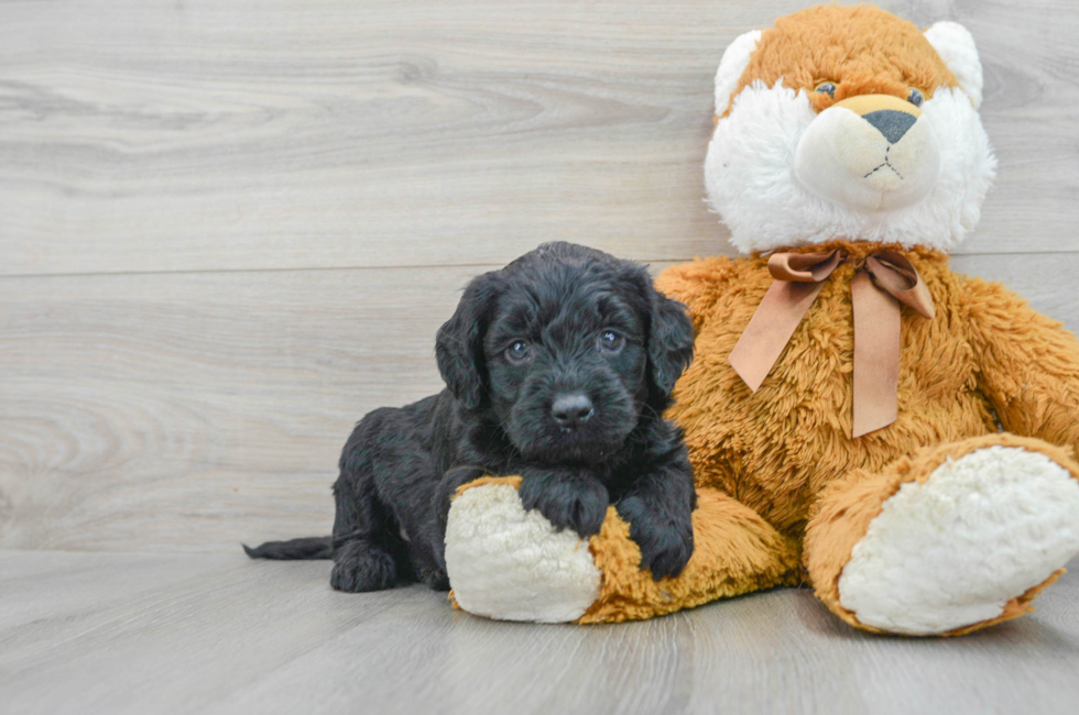 5 week old Mini Goldendoodle Puppy For Sale - Florida Fur Babies