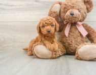 5 week old Mini Goldendoodle Puppy For Sale - Florida Fur Babies