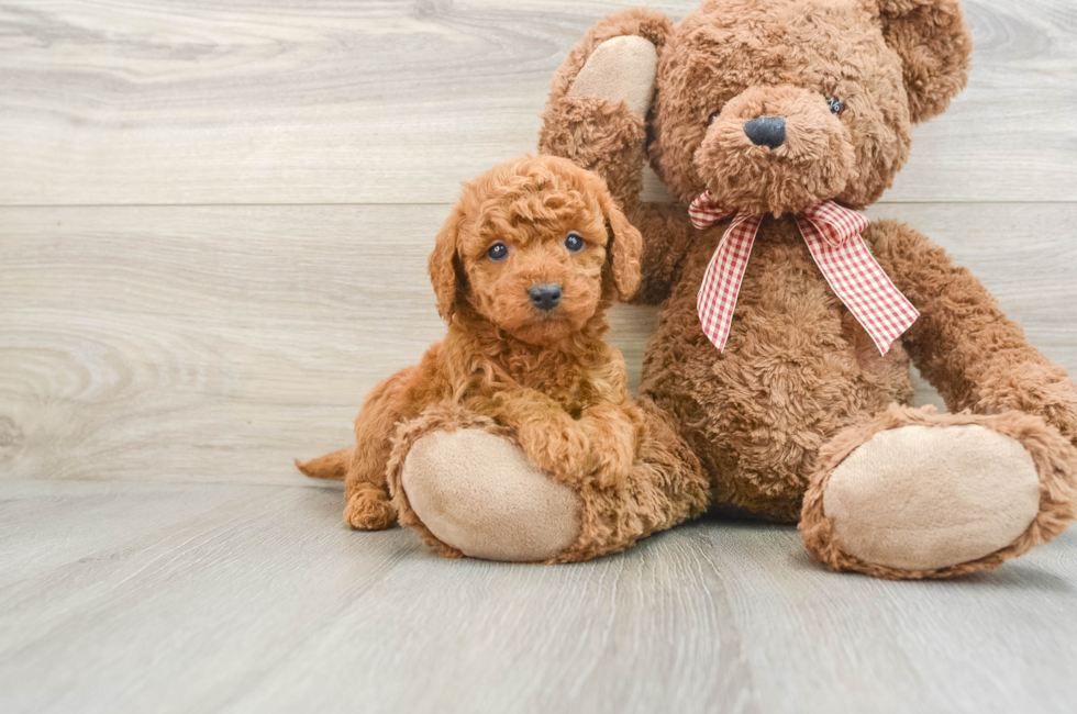 6 week old Mini Goldendoodle Puppy For Sale - Florida Fur Babies