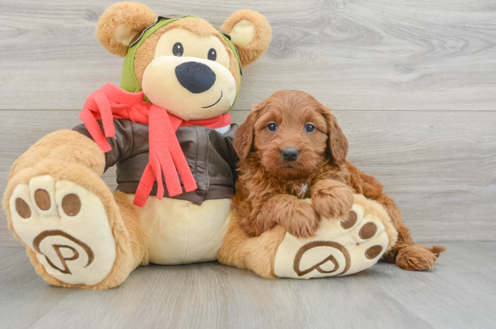 5 week old Mini Goldendoodle Puppy For Sale - Florida Fur Babies