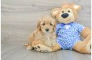 Mini Goldendoodle Puppy for Adoption