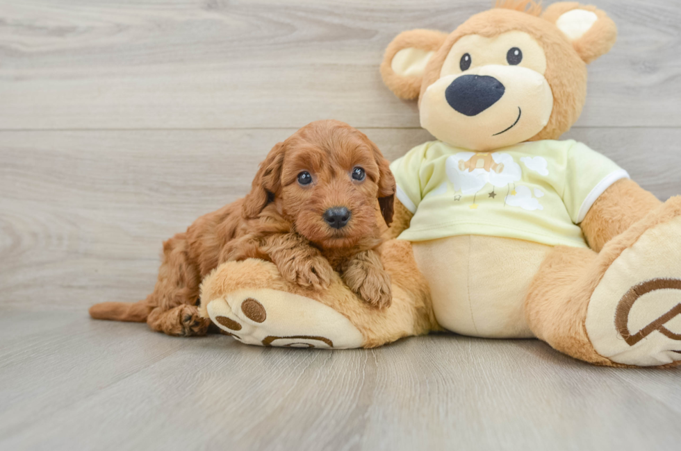 7 week old Mini Goldendoodle Puppy For Sale - Florida Fur Babies