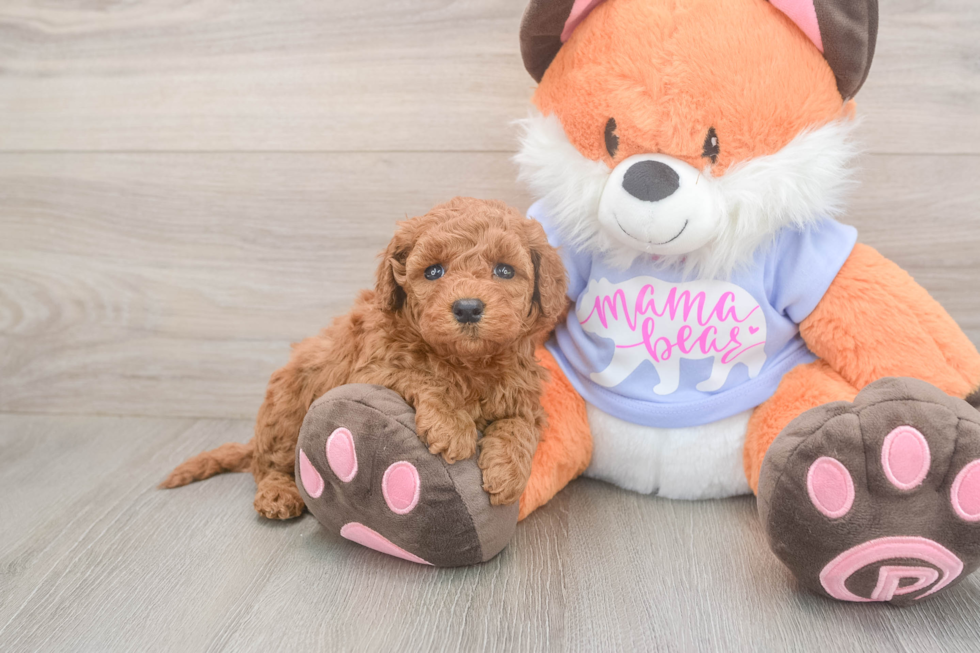 Meet Artemis - our Mini Goldendoodle Puppy Photo  2/3 - Florida Fur Babies Mini Goldendoodle Pup Being Cute