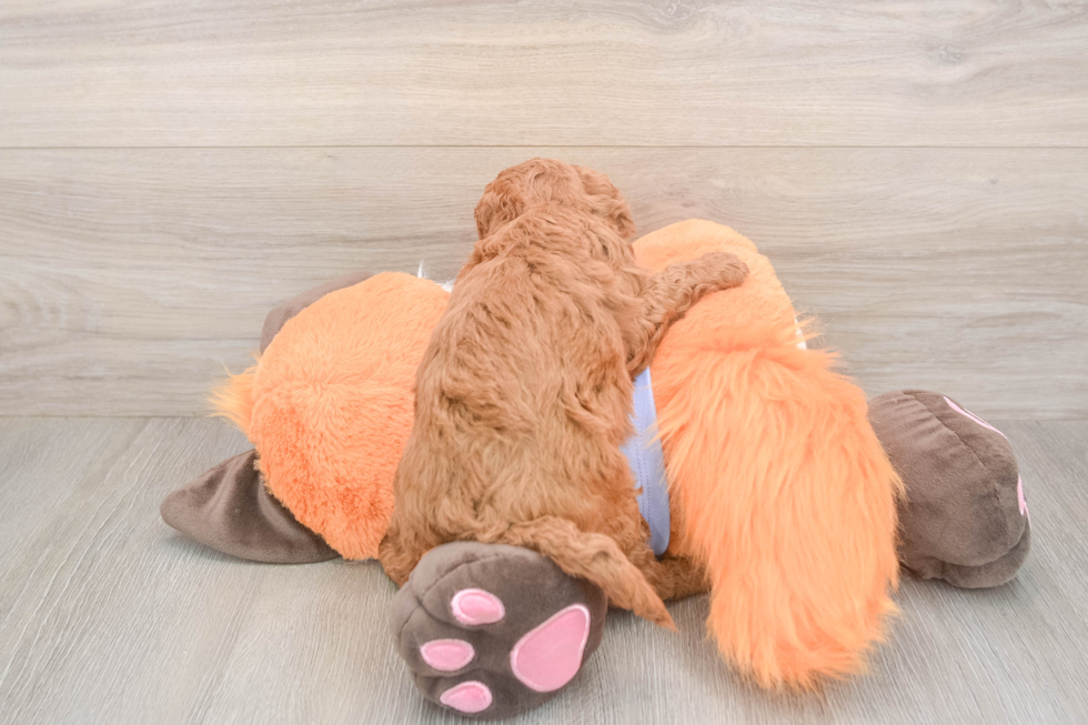 Meet Artemis - our Mini Goldendoodle Puppy Photo  3/3 - Florida Fur Babies Mini Goldendoodle Pup Being Cute