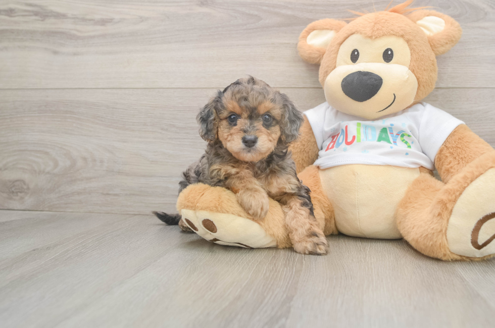 5 week old Mini Goldendoodle Puppy For Sale - Florida Fur Babies