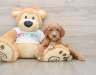 6 week old Mini Goldendoodle Puppy For Sale - Florida Fur Babies