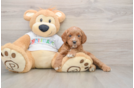 Best Mini Goldendoodle Baby