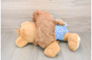Mini Goldendoodle Puppy for Adoption