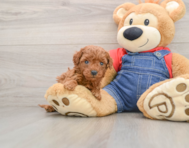 8 week old Mini Goldendoodle Puppy For Sale - Florida Fur Babies