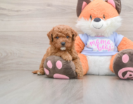 6 week old Mini Goldendoodle Puppy For Sale - Florida Fur Babies