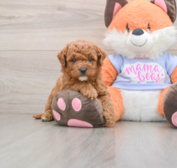 7 week old Mini Goldendoodle Puppy For Sale - Florida Fur Babies