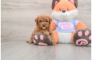Mini Goldendoodle Puppy for Adoption