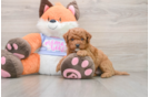 Mini Goldendoodle Pup Being Cute