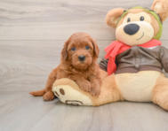 7 week old Mini Goldendoodle Puppy For Sale - Florida Fur Babies