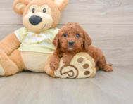 7 week old Mini Goldendoodle Puppy For Sale - Florida Fur Babies