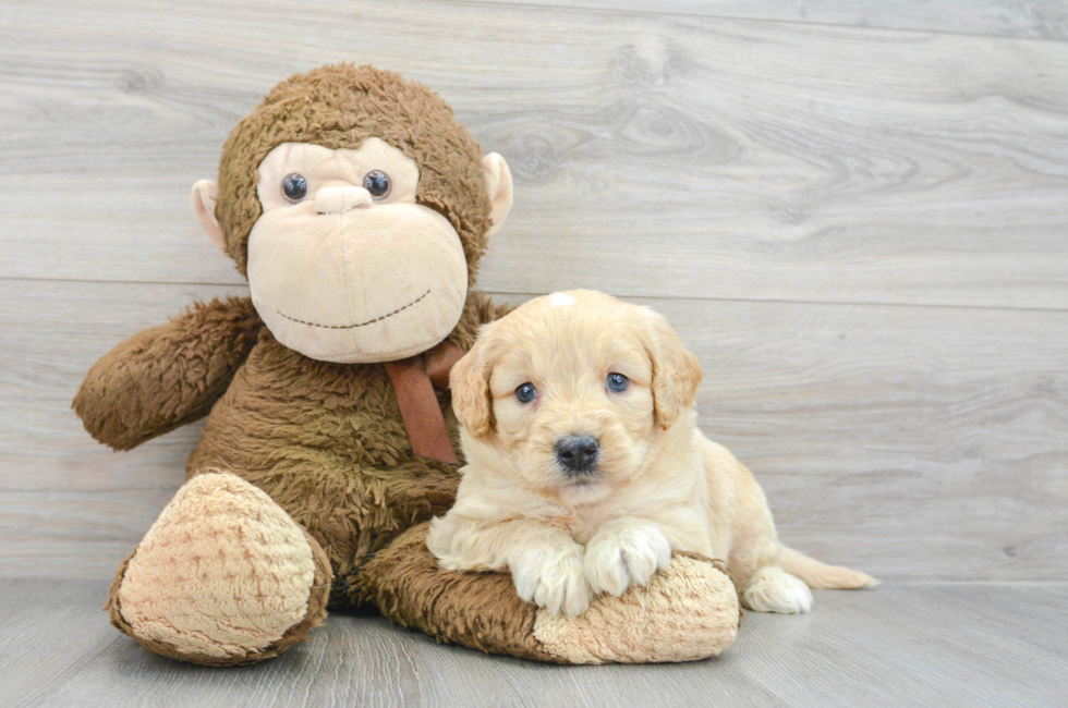 5 week old Mini Goldendoodle Puppy For Sale - Florida Fur Babies