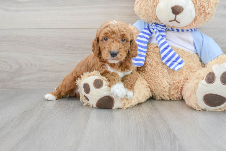 Best Mini Goldendoodle Baby