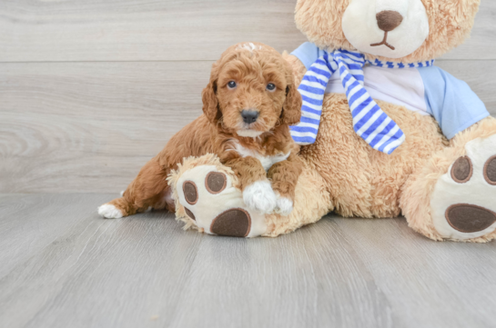 Best Mini Goldendoodle Baby