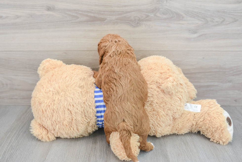 Small Mini Goldendoodle Baby