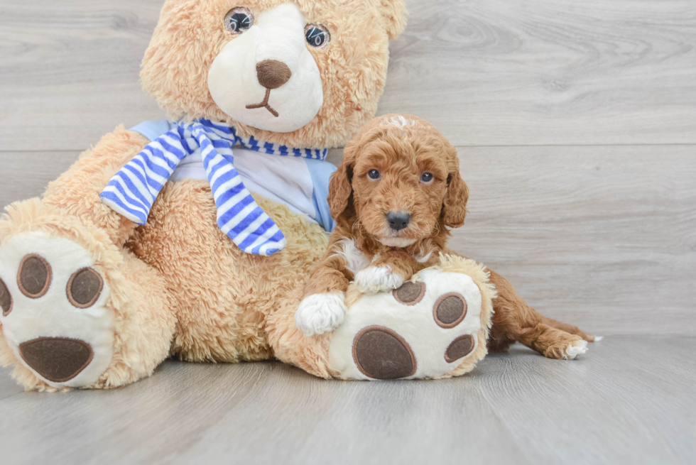 Popular Mini Goldendoodle Poodle Mix Pup