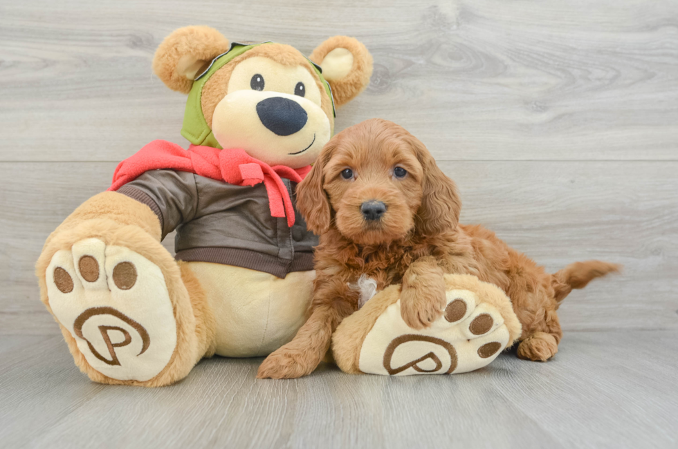 5 week old Mini Goldendoodle Puppy For Sale - Florida Fur Babies