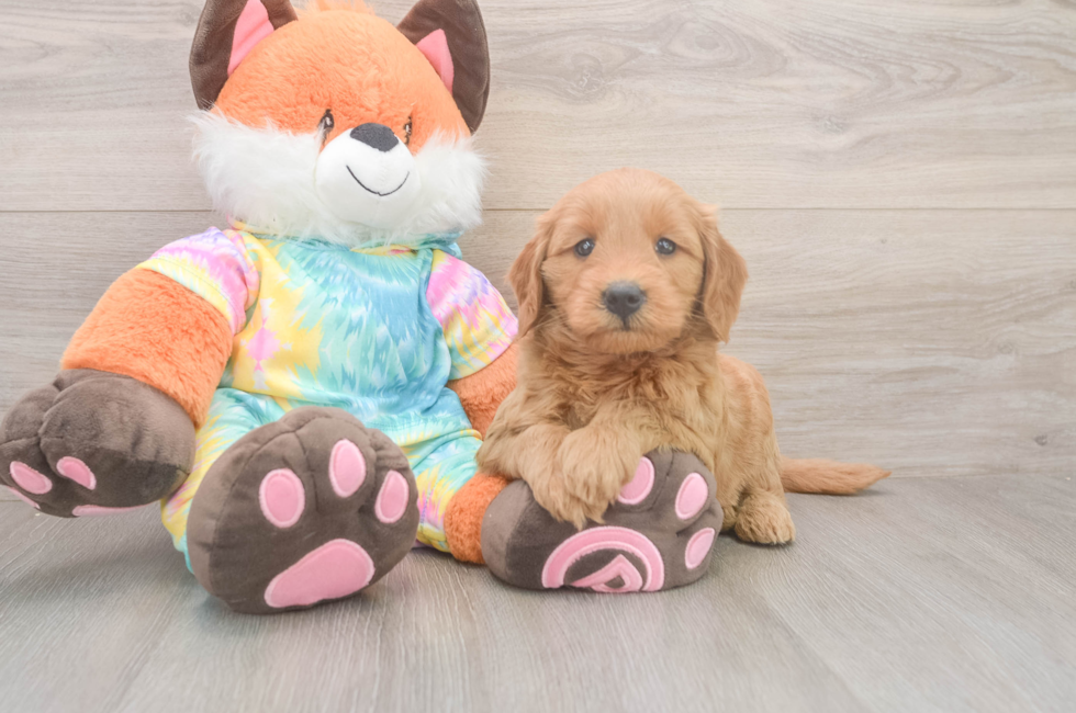 5 week old Mini Goldendoodle Puppy For Sale - Florida Fur Babies